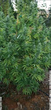 Aussie Haze monster