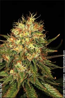 Northern Lights X Hashplant