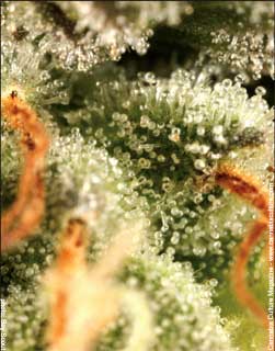 Northern Lights X Hashplant