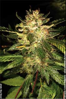 Atomic Haze