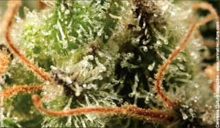 Atomic Haze
