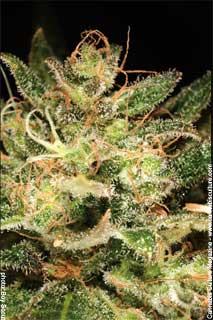 Atomic Haze