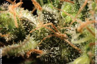 Atomic Haze