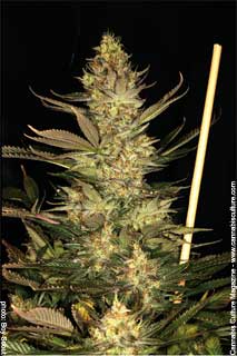 Northern Lights