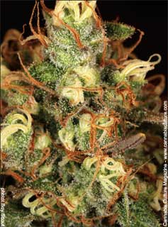 Northern Lights