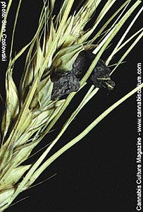 Ergot fungus, the fury of St Anthony.