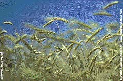 Field of wheat.
