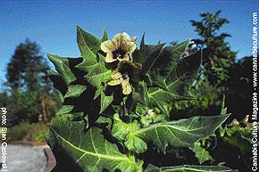 Henbane, plant of prophecy and transformations.