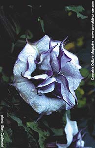 Datura, the Sorcerer`s Herb.