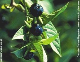 Belladonna, also called Deadly Nightshade.