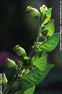 Belladonna, a deadly temptation for children.