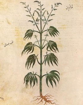 dioscorides