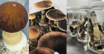 Mushrooms in the Lab at Numinus (photo cred. Numinus Bioscience)