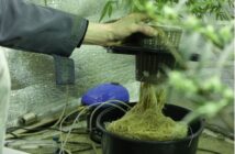 how to grow marijuana