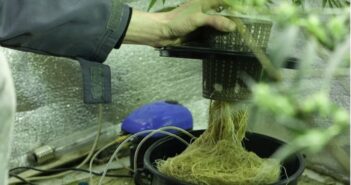 how to grow marijuana