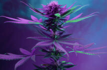 how to grow weed