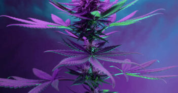 how to grow weed