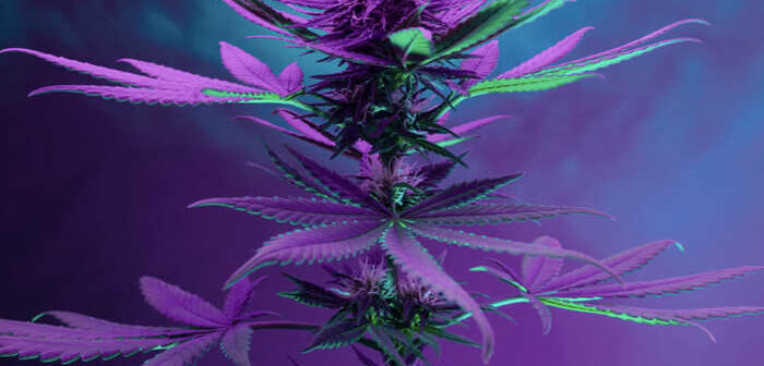 how to grow weed